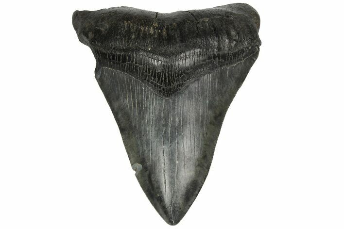 4.49" Fossil Megalodon Tooth - South Carolina